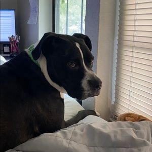 Meet your Posher, Jacob